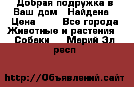 Добрая подружка,в Ваш дом!!!Найдена › Цена ­ 10 - Все города Животные и растения » Собаки   . Марий Эл респ.